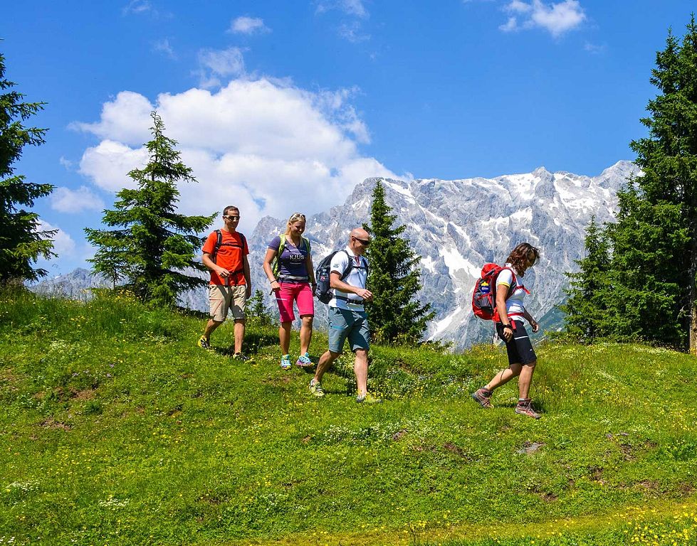 Vier Wanderer gehen auf einem grünen Pfad in den Alpen, umgeben von hohen Bäumen und majestätischen Bergen unter einem strahlend blauen Himmel.
